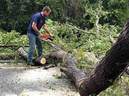  Lookout Mountain, GA Tree Services Pros