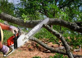 Best Tree Maintenance Programs  in Lookout Mountain, GA