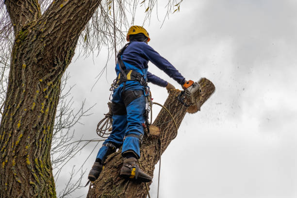 Best Stump Grinding and Removal  in Lookout Mountain, GA