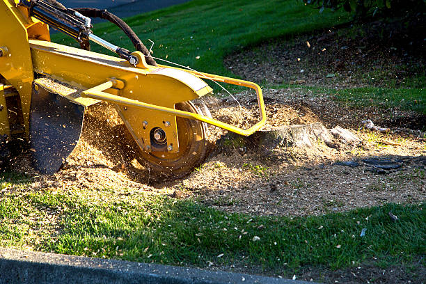 Best Grass Overseeding  in Lookout Mountain, GA