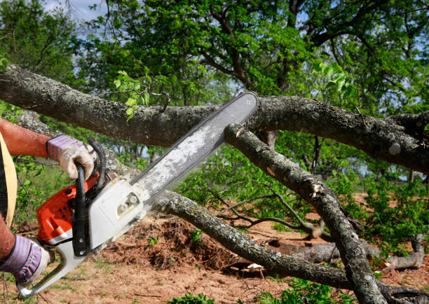 Best Tree Trimming and Pruning  in Lookout Mountain, GA