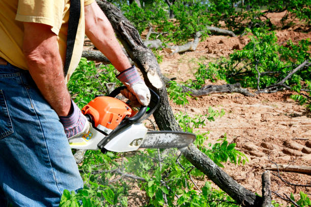 Best Tree Preservation Services  in Lookout Mountain, GA